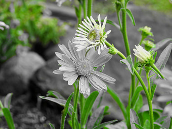 A Touch Of Green, Green, graphy, Summer, Flowers, Asters, Nature HD wallpaper