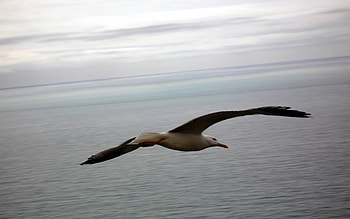 Flying , sky, birds, seagull, animals HD wallpaper