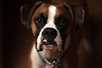 Animals, Dog, Muzzle, Boxer HD wallpaper