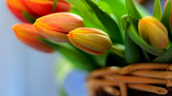 Tulips, basket, bouquet, with love, nature, flowers, spring HD wallpaper