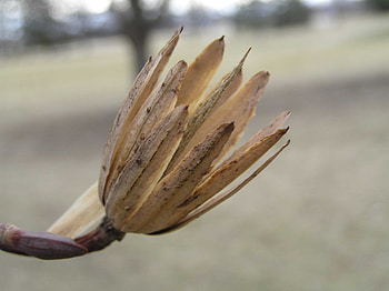 Tuliptree, Purdue Fort Wayne HD wallpaper