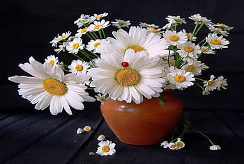 Daisy, white, simplicity, ladybug, vase, beauty, summer, still life, red, contrasts, nature, flowers HD wallpaper
