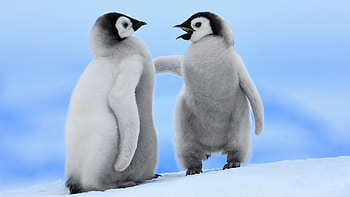 Penguin, Screensaver delight, Nature's beauty, Digital serenity HD wallpaper