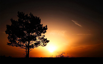 Nature, Sunset, Sun, Bush, Horizon, Wood, Tree, Evening HD wallpaper