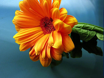 orange-gerbera-daisy, daisy, flower, beautiful, nature, orange HD wallpaper
