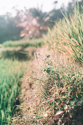 Plants, Grass, Macro, Bloom, Flowering, Sunlight, Dew HD phone wallpaper