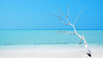 Beautiful Ocean Nature View White Beach Sand Tree Branches Under Blue Sky Nature HD wallpaper