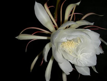 queen as a night, nature, flower HD wallpaper