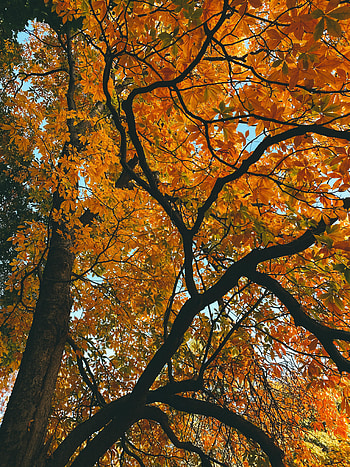 Nature, Autumn, Leaves, Wood, Tree, Branches HD phone wallpaper