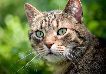 Animals, Glare, Cat, Green Background HD wallpaper