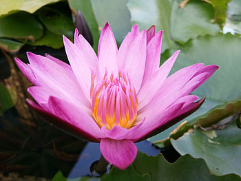 Water lily, pink flower, close up HD wallpaper