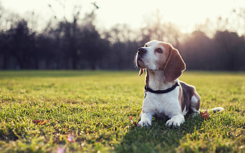 Beagle, Top , Backgrounds, Dog lovers HD wallpaper