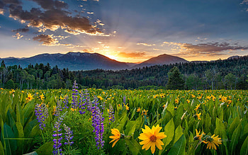 Caribou Mountains, Idaho, hills, blossoms, clouds, landscape, colors, flowers, sky, sunset, usa HD wallpaper