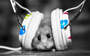 Music, Animals, Hamsters HD wallpaper