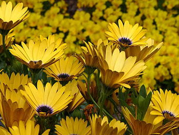 African Daisy, purple, stem, daisies, yellow HD wallpaper