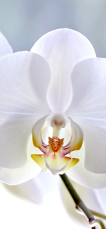 Pure white orchid, , Floral elegance, Stylish background HD phone wallpaper