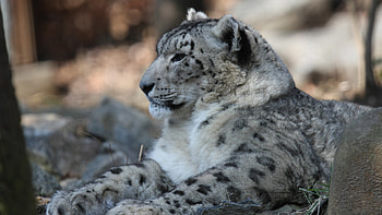 Snow Leopard HD wallpaper