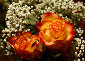 most-beautiful-red-yellow-rose, white, roses, yellow, beautiful, nature, flowers HD wallpaper
