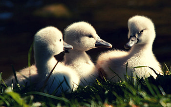 Animals, Grass, Young, To Lie Down, Lie, Cubs, Ducklings HD wallpaper