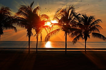 Silhouetted palm trees against a stunning tropical beach sunset, creating a serene and idyllic ambiance. HD wallpaper
