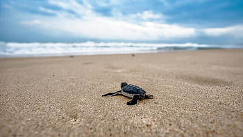 Baby turtle, Turtles HD wallpaper