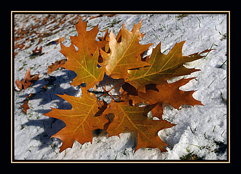 Autumn Leaves, still life, leaves, graphy, art, autumn HD wallpaper
