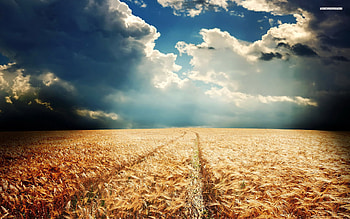 Pretty Wheat Field Cloudy Sky and stock HD wallpaper