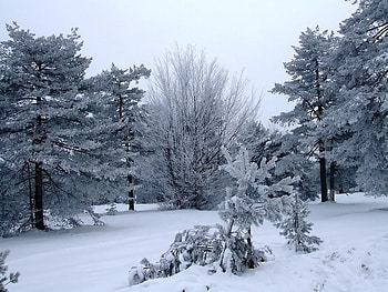 Ice Covered Trees, trees, sky, snow, ice HD wallpaper