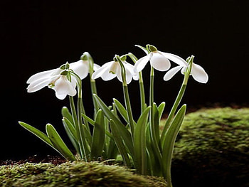 Snowdrop, Blooming, Bloom, Blossom, Plant HD wallpaper