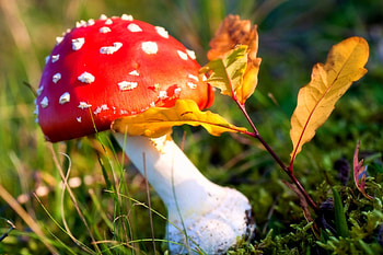 Beautiful Fall, plants, graphy, fungi, fall, colors, forests, beautiful, autumn beauty, mushrooms, creative pre-made, love four seasons, leaves, autumn, nature, lovely HD wallpaper