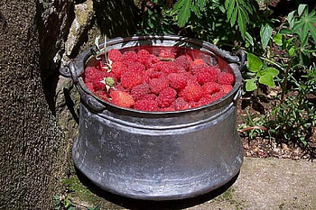 Raspberry, sweet, graphy, bulgaria, fruit, nature, , food, nice HD wallpaper