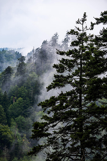 Nature, Trees, Sky, Forest, Fog, Fir, Spruce HD phone wallpaper