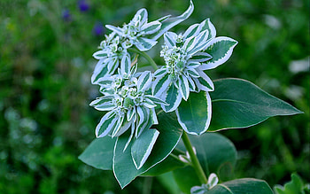 Plants, Flowers HD wallpaper