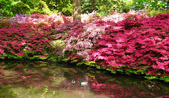 Park beauty, spring, blossoms, trees, greenery, water, pond, flowering, garden, bushes, beautiful, lake, park, swim, ducks, pretty, freshness, blooming, flowers, forest HD wallpaper