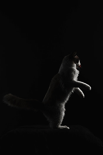 Funny, Animals, Cat, Pet, Protruding Tongue, Tongue Stuck Out HD phone wallpaper