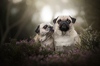 French bulldog outdoor, Animal , resolution, High-definition ry HD wallpaper