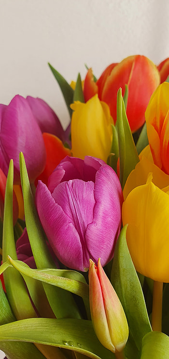 Tulipan, magenta, close-up HD phone wallpaper