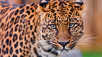 Animals, Leopard, Aggression, Muzzle, Big Cat HD wallpaper