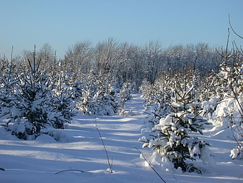 Christmas Trees, winter, trees, sky, snow HD wallpaper