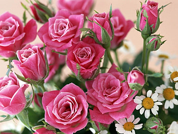 Plants, Flowers, Roses HD wallpaper