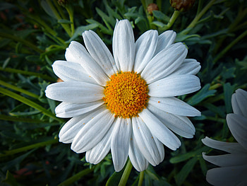 Flowers, Camomile, Flower, Petals, Chamomile HD wallpaper