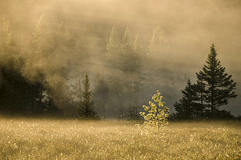 Nature, Trees, Grass, Forest, Fog HD wallpaper
