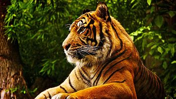 Sumatran tiger, Jungle Animal HD wallpaper