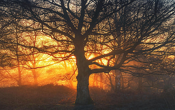 Sunrise through the fog - Rammamere, Bedfordshire, England, trees, colors, forest, evening HD wallpaper