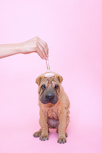 Adorable Shar Pei puppy being pampered with a facial roller against a pink backdrop. HD phone wallpaper