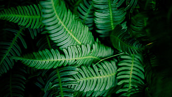 Fern, Leaves HD wallpaper