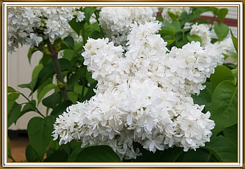 FRAMED FLOWERS, NATURE, FLOWERS, , FRAMED HD wallpaper