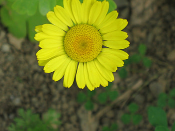 to be yellow, yellow flower, nature, yellow, flower HD wallpaper
