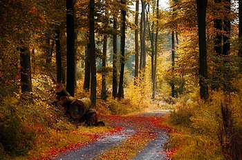 Autumn Forest, woods, path, beautiful, leaves, trees, autumn, road, nature, leaf, forest HD wallpaper