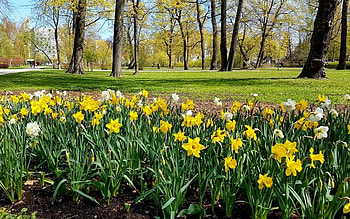 Daffodils in Park, daffodils, Latvia, flowers, spring, park HD wallpaper